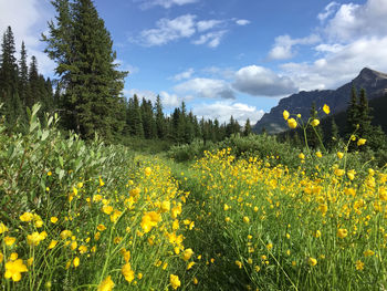 Yellow flowers growing on field against sky