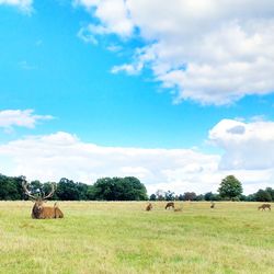 Cows grazing on field against sky