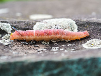 Close-up of a reptile