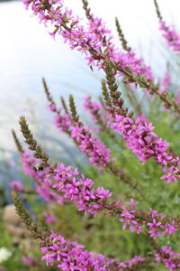 Close-up of pink flowering plants