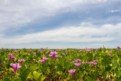 Close-up of purple flowering plants on field