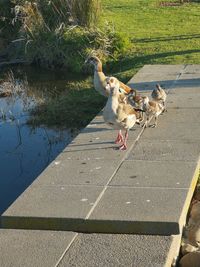 High angle view of dog on footpath by lake