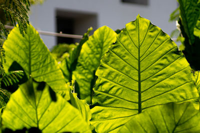 Close-up of green leaves