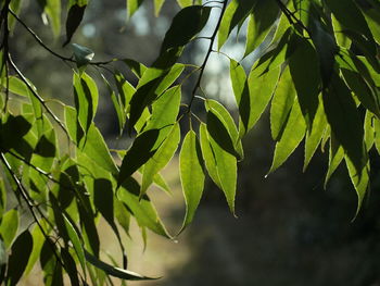 Close-up of leaves on tree