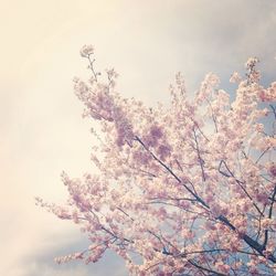 Low angle view of cherry blossoms against sky