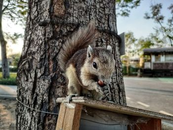 Close-up of squirrel on tree trunk