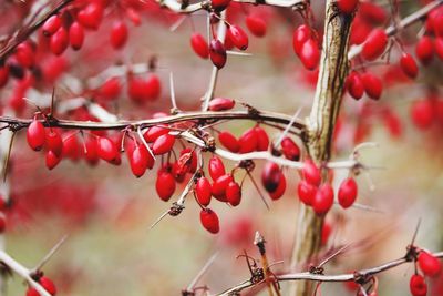 Close-up of red berries growing on tree