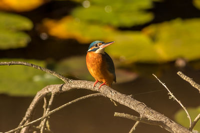 Close-up of kingfisher perching on plant stem