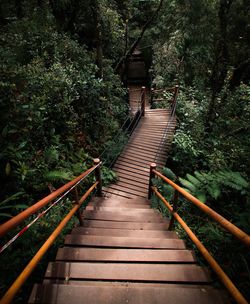 Wooden footbridge over trees in forest
