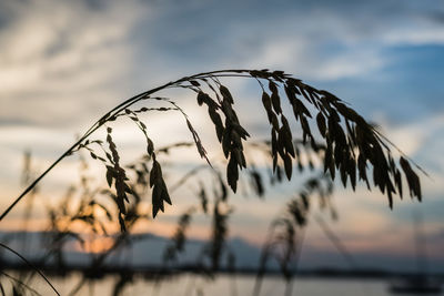 Close-up of silhouette plants on beach against sky