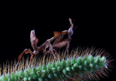 Close-up of flower against black background