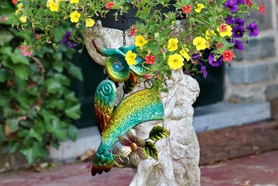 Close-up of peacock on wall