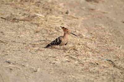 Side view of a bird on the ground