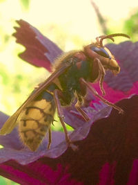 Close-up of flowers against blurred background