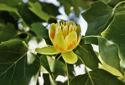 Yellow flowering plant , tulip tree or yellow poplar