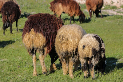 Sheep grazing in a field