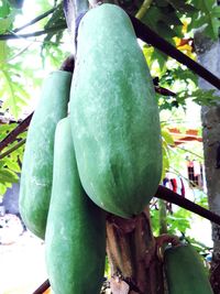 Low angle view of fruits on tree