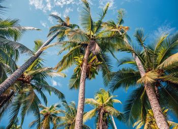 Low angle view of palm trees against blue sky