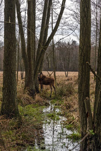 View of a drinking water from a tree