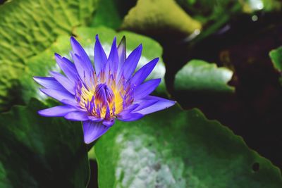 Close-up of purple water lily in pond