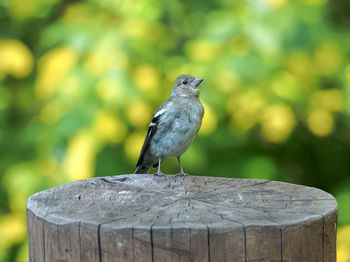 Close-up of bird perching on wood