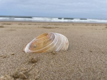 Close-up of seashell on beach