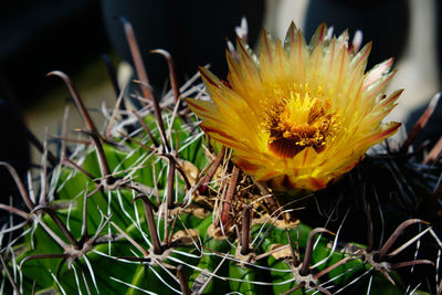 Close-up of yellow flowering plant