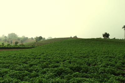 Scenic view of grassy field against clear sky