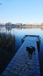 View of dog on pier against sky