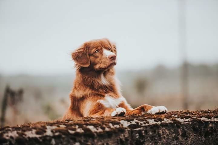 one animal, mammal, canine, pets, dog, domestic, sitting, domestic animals, no people, young animal, selective focus, looking, day, nature, puppy, looking away, portrait, small, innocence, contemplation, purebred dog