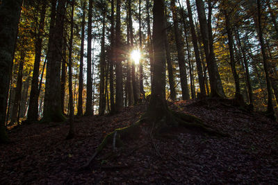 Sunlight streaming through trees in forest