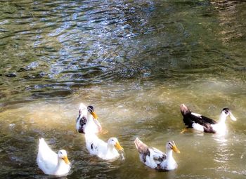 High angle view of swans swimming in lake