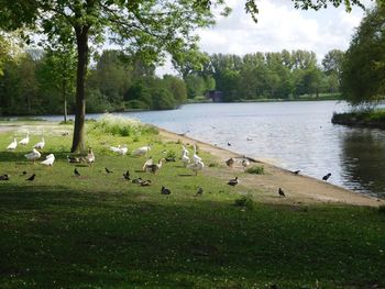 Ducks on lake