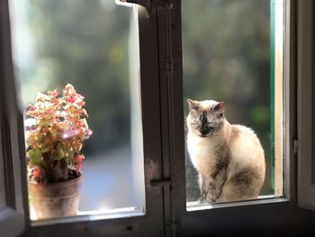 Cat on window sill