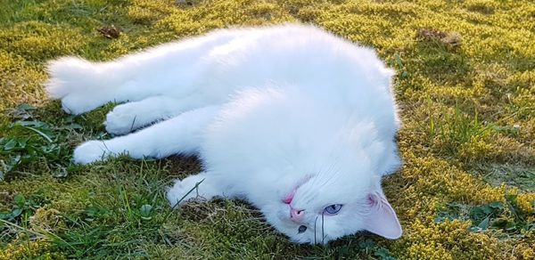 High angle view of cat on field