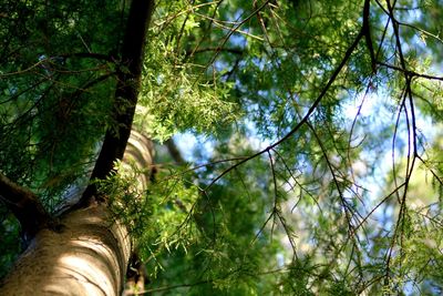 Low angle view of trees