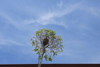 Low angle view of flowering plant against blue sky