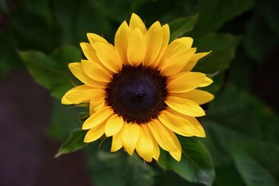 Close-up of sunflower