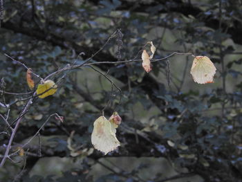 Close-up of leaves on plant