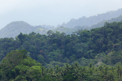 Trees in forest against sky