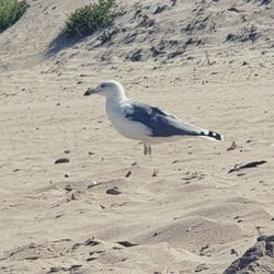 High angle view of seagull on sand