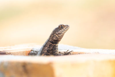 Close-up of lizard on land