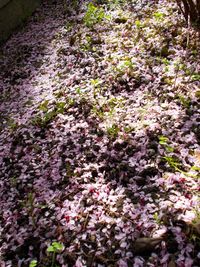 Pink flowers blooming on tree