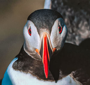 Close-up of bird