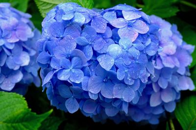 Close-up of blue hydrangea flowers