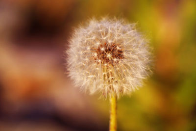 Close-up of dandelion