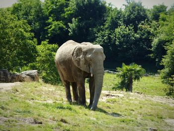 Elephant standing in a park