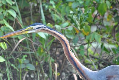 Close-up of heron on plant