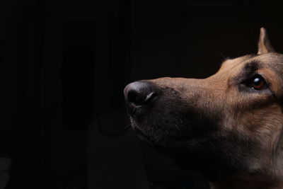 Close-up of a dog looking away at home