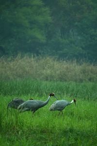 Ducks on grassy field